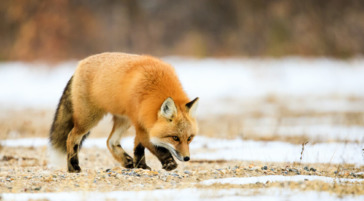Red fox walking near Churchill Manitoba