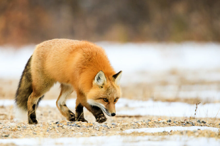 Red fox walking near Churchill Manitoba