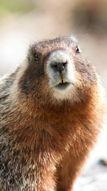 close up of a marmot in Grand Teton National Park