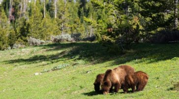 Grizzlies grazing along the road in Grand Teton National Park