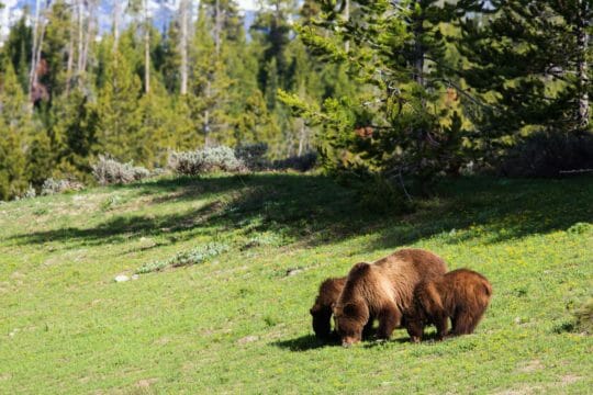 A Grizzly Bear Mother And Two Cubs Grazing On Vegetation In Grand Teton National Park