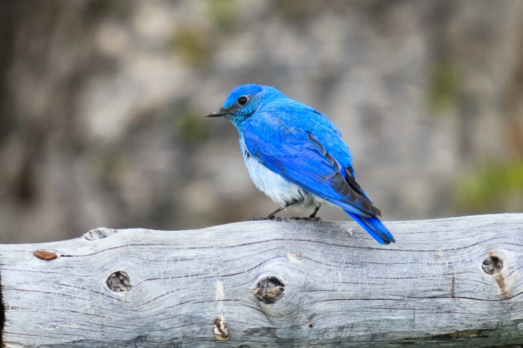 A Mountain Blue Bird Perched On A Post In Grand Teton National Park