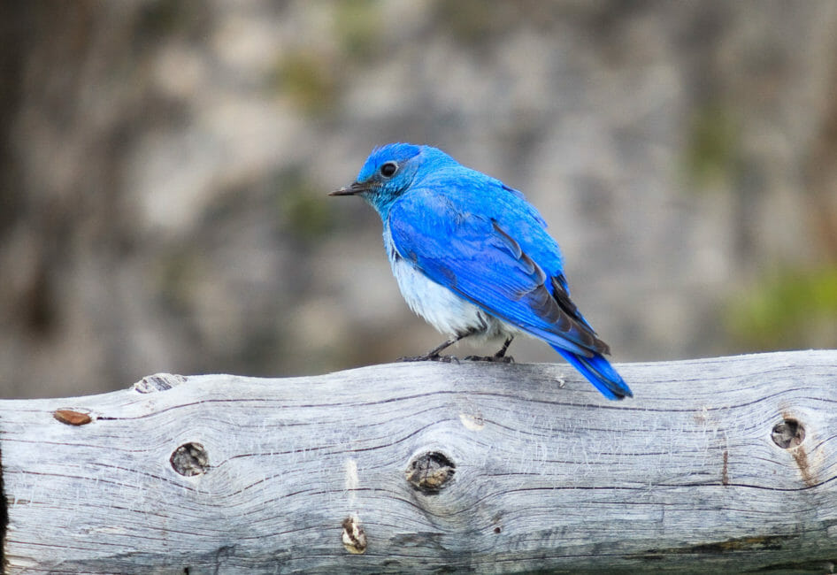 Mountain blue bird on a post in Jackson Hole.