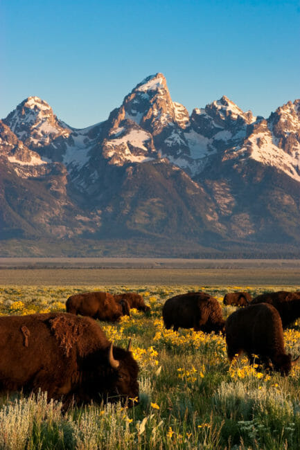 A Herd Of Bison Grazing In A Grassy Field Filled With Flowers And A View Of The Grand Tetons