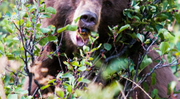 Black bear feeding on berries in Grand Teton National Park.