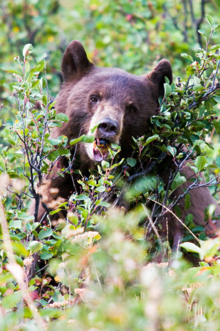 Black bear feeding on berries in Grand Teton National Park.