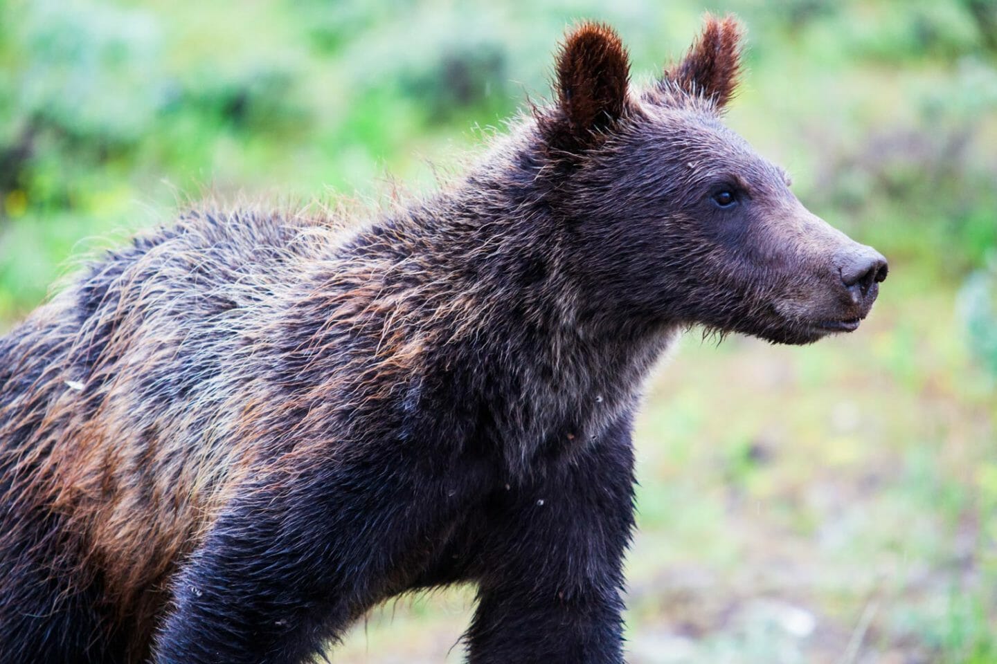 A Young Grizzly Bear In Grand Teton National Park Looking Off In The Distance