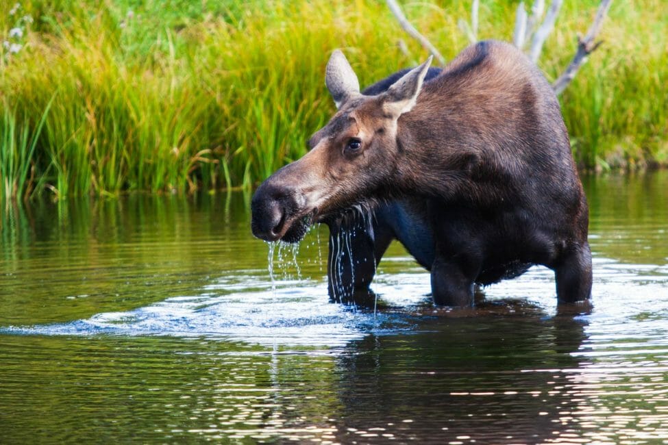 A Cow Moose Spotted In A Pond Feeding On Aquatic Vegetation In Grand Teton National Park