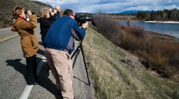 Park visitors spotting wildlife in Grand Teton National Park