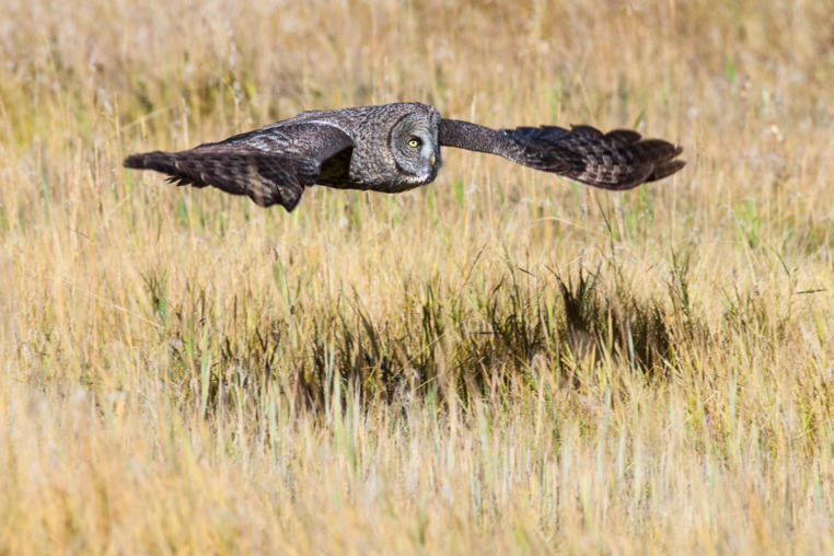 A Great Grey Owl Flying Low Through A Grassy Field In Grand Teton National Park