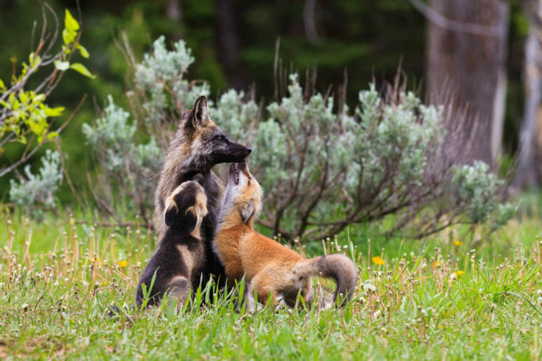 A Red Fox Mother and Kits Playing In Grand Teton National Park