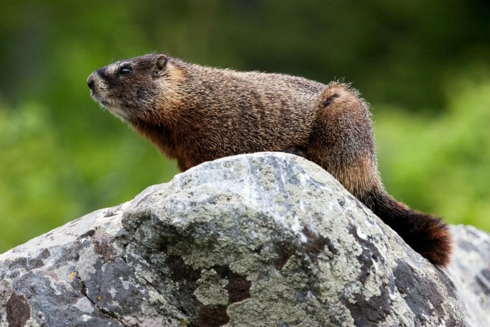 A Marmot Sitting On A Rock In Grand Teton National Park