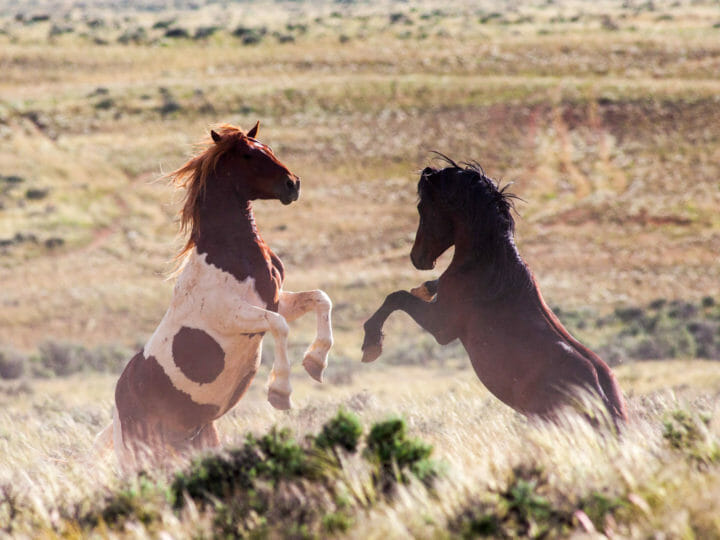 Wild horses sparring