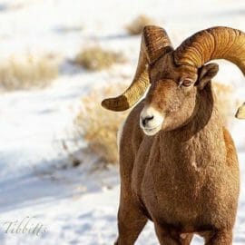 A Big Horn Sheep Ram Wintering In The Valley Of Jackson Hole