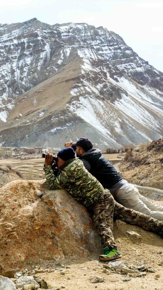 two men using binoculars to view snow leopards