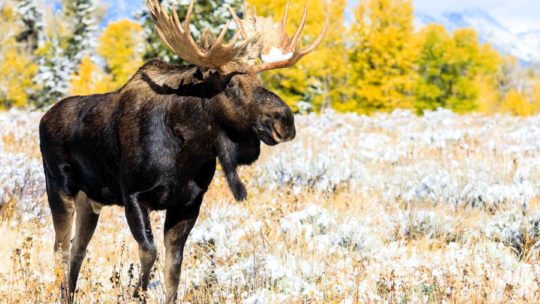 Moose standing in Grand Teton National Park