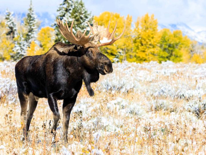 Moose standing in Grand Teton National Park