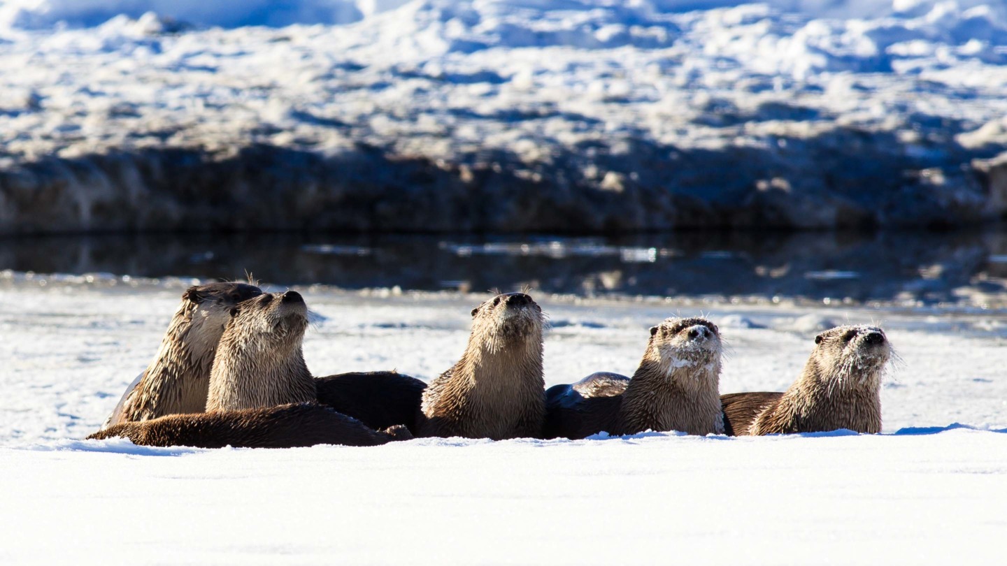 otters along the Snake River in Grand Teton