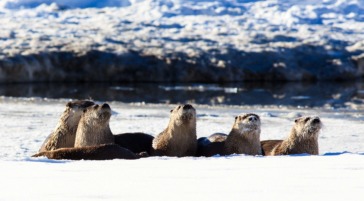 otters along the Snake River in Grand Teton