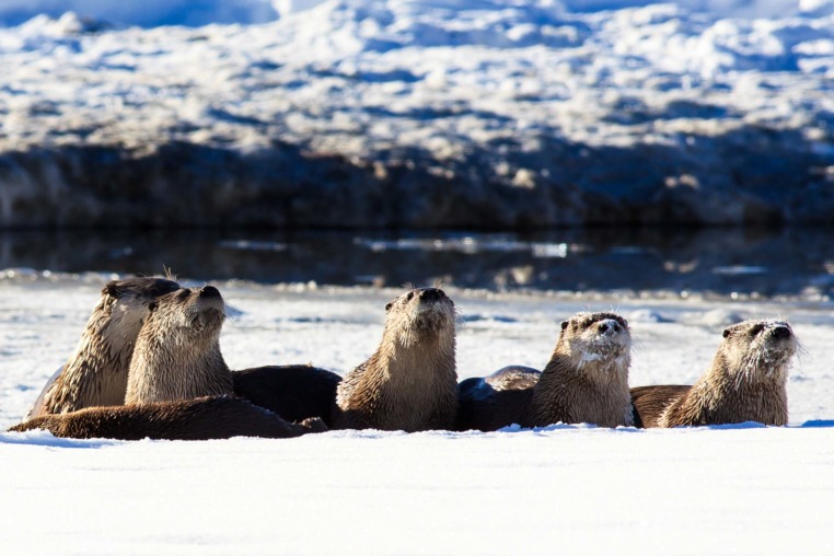otters along the Snake River in Grand Teton