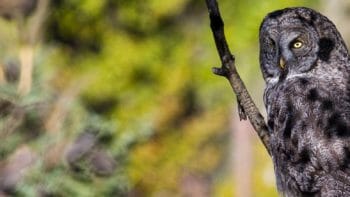 Great grey owl in aspen Jackson Hole