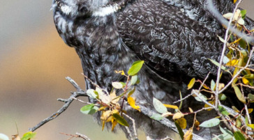 A Great Grey Owl Perched On A Branch Of A Tree