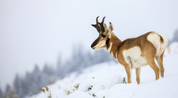 pronghorn in the snow in Grand Teton National Park, Jackson Hole Wyoming