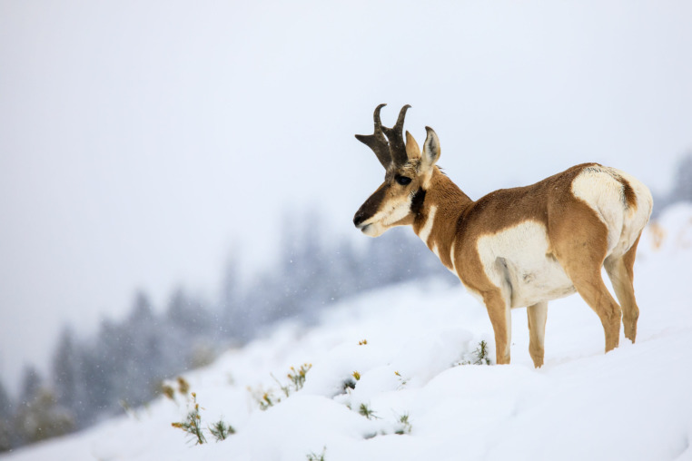 pronghorn in the snow in Grand Teton National Park, Jackson Hole Wyoming