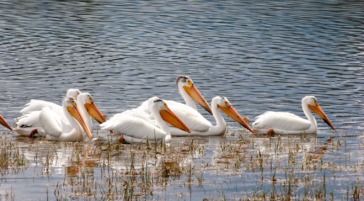 American White Pelicans Spotted Along The Snake River In Grand Teton National Park
