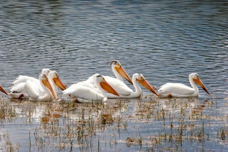 American White Pelicans Spotted Along The Snake River In Grand Teton National Park