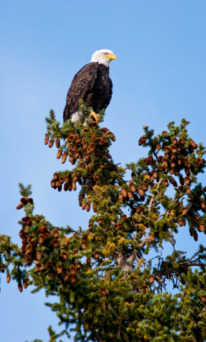 A Bald Eagle Perched At The Top Of A Tree Along The Snake River In Grand Teton National Park