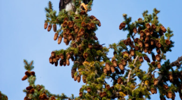 A Bald Eagle Perched At The Top Of A Tree Along The Snake River In Grand Teton National Park