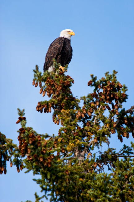 A Bald Eagle Perched At The Top Of A Tree Along The Snake River In Grand Teton National Park