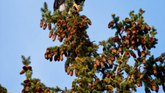 A Bald Eagle Perched At The Top Of A Tree Along The Snake River In Grand Teton National Park
