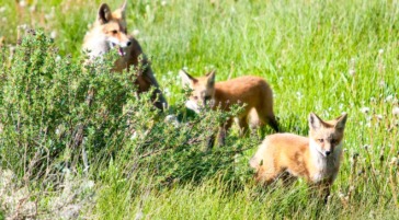 A Family Of Red Foxes Playing On A Summer Day