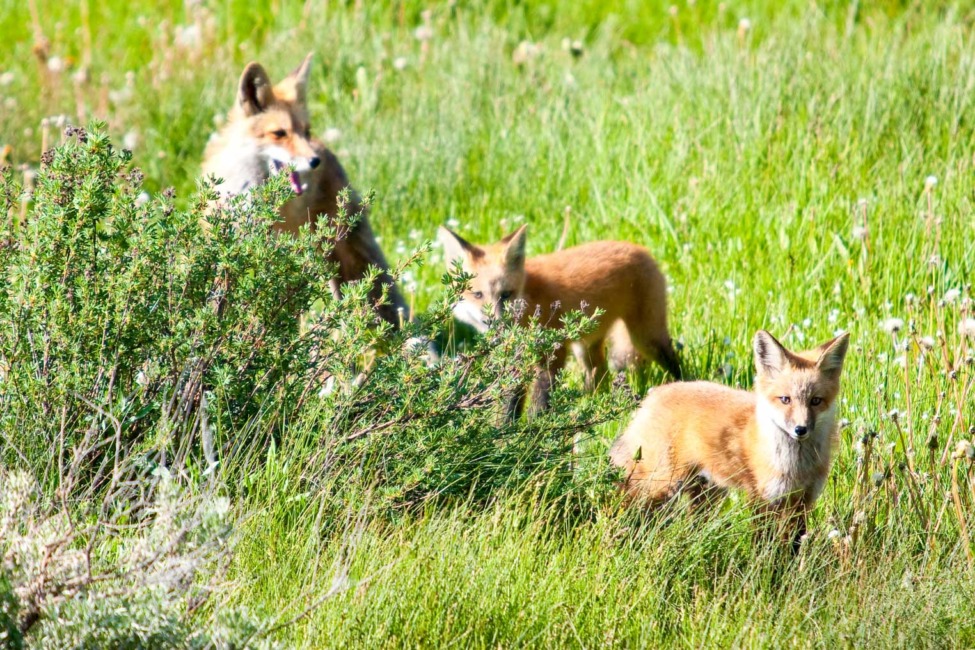 A Family Of Red Foxes Playing On A Summer Day