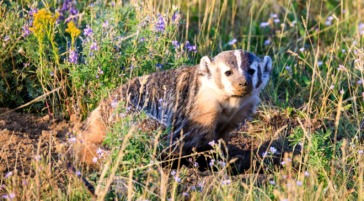 An American Badger Spotted Hunting In A Field Of Wild Flowers