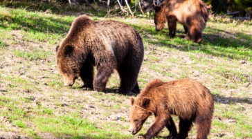 Three Grizzly Bears Grazing On A Summer Day