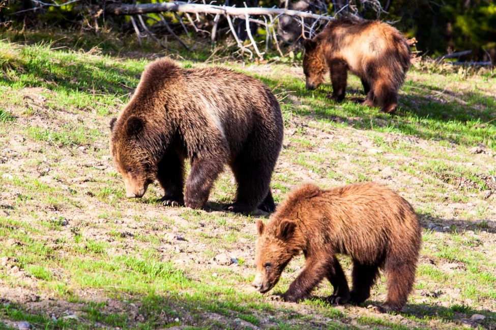 Three Grizzly Bears Grazing On A Summer Day