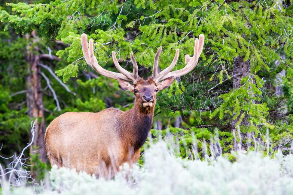 A Bull Elk In Velvet Walking Through Sage Brush