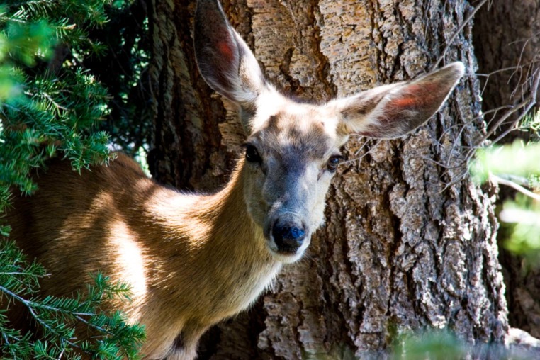 A Mule Deer Peaking Out Of Forest In Grand Teton National Park