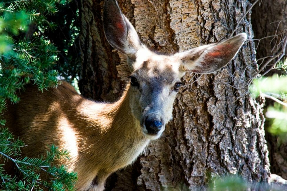 A Mule Deer Peaking Out Of Forest In Grand Teton National Park