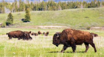 A Herd Of Bison Roaming A Valley In Grand Teto National Park