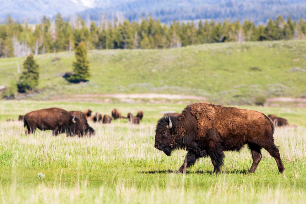 A Herd Of Bison Roaming A Valley In Grand Teto National Park