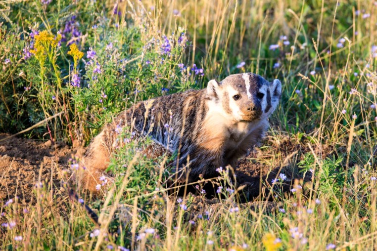 An American Badger Spotted Hunting In A Field Of Wild Flowers
