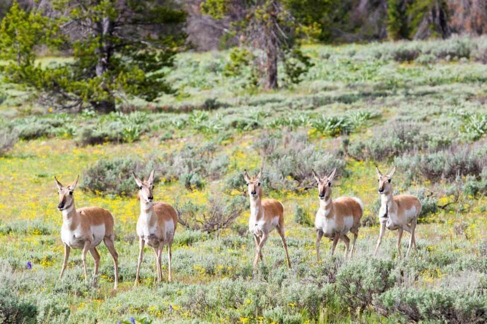 Five Pronghorn Moving Through A Valley Of Grand Teton National Park