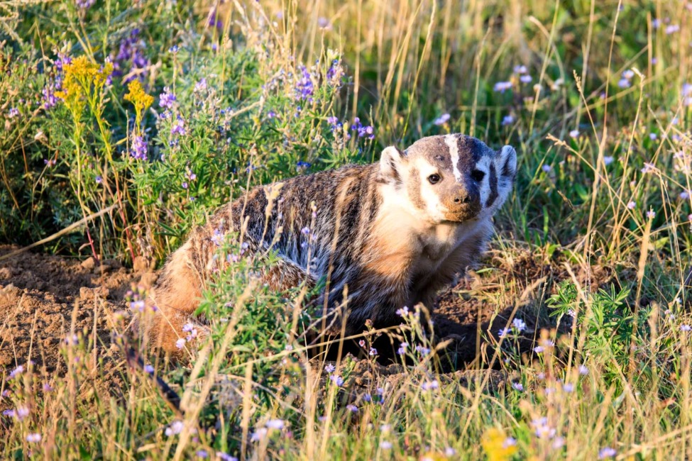An American Badger Spotted Hunting In A Field Of Wild Flowers