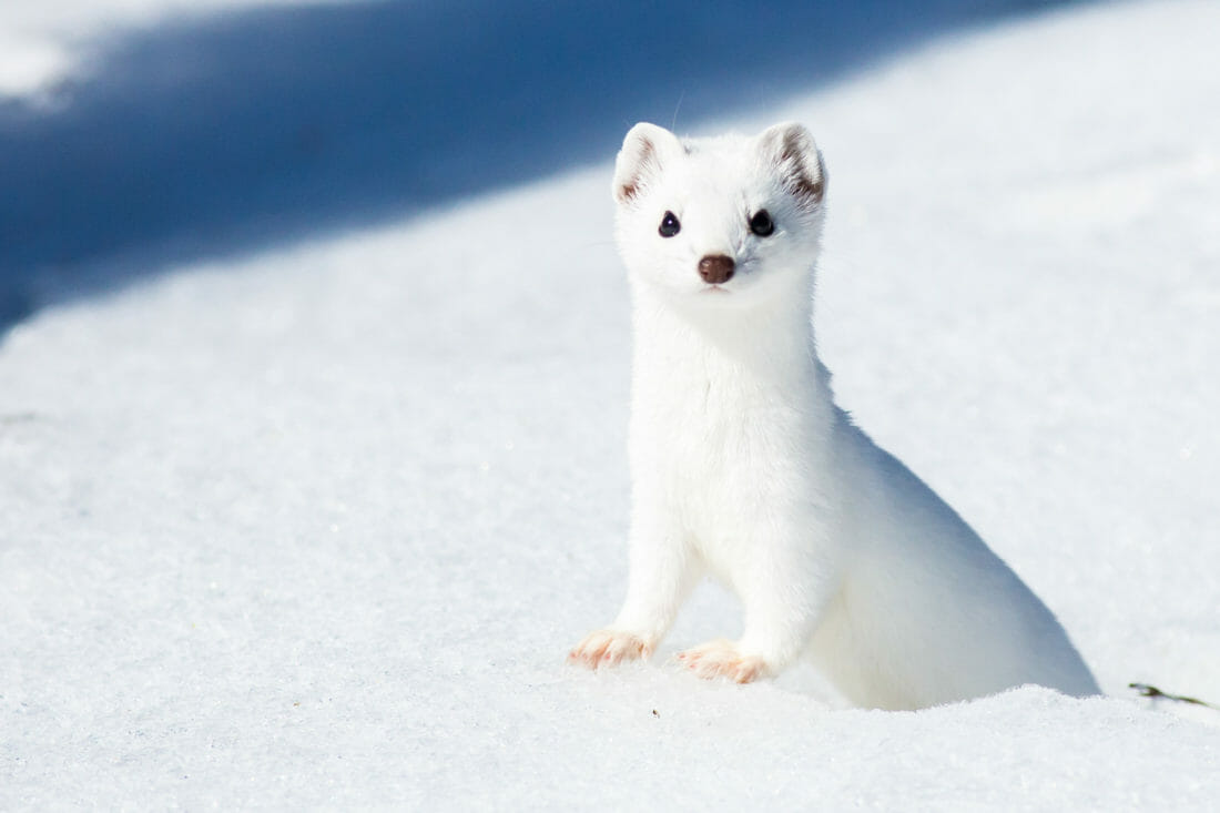 An Ermine Pops Out Of His Snowy Den On A Sunny Winter Day Jackson Hole