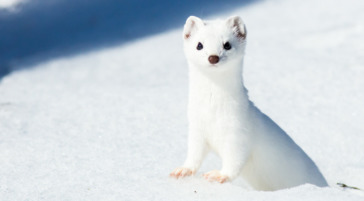 An Ermine Pops Out Of His Snowy Den On A Sunny Winter Day Jackson Hole