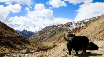 buffalo roaming the himalayas